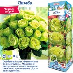 Роза Лимбо (Чайно-гибридная) 1шт (Сиб сад)