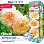 Роза Крокус Роуз (Английская) 1шт (Сиб сад)