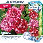 Роза Ароу Фоллиес (Спрей) 1шт (Сиб сад)
