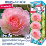 Роза Шарль Азнавур (Флорибунда) 1шт (Сиб сад)