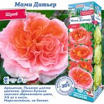 Роза Мами Дитьер (Шраб) 2 разбор 1шт (Сиб сад)