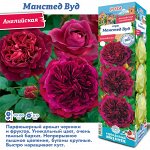 Роза Манстед Вуд (Английская) 1шт (Сиб сад)