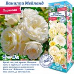 Роза Ванилла Мейланд (Парковая) 1шт (Сиб сад)