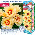 Роза ГлориосБэбилон Айз (Персидский гибрид) 1шт (Сиб сад)