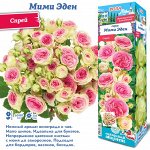 Роза Мими Эден (Спрей) 1шт (Сиб сад)