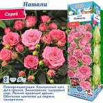 Роза Натали (Спрей) 1шт (Сиб сад)