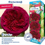 Роза Фальстаф (Английская) 1шт (Сиб сад)