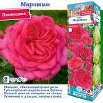 Роза Маритим (Плетистая) 2 разбор 1шт (Сиб сад)