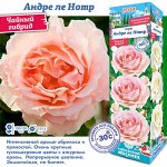 Роза Андре ле Нотр (Чайно-гибридная) 2 разбор 1шт (Сиб сад)