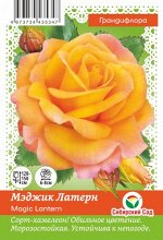 Роза Анна (Чайно-гибридная) &quot;СИБИРСКАЯ САДОВНИЦА&quot; 1шт (Сиб сад)