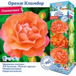Роза Оранж Климбер (Плетистая) 2 разбор 1шт (Сиб сад)