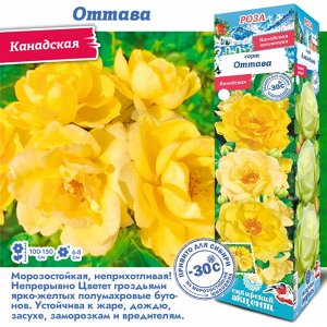 Роза Оттава (Канадская) 1шт (Сиб сад)