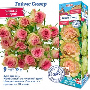 Роза Таймс Сквер (Чайно-гибридная) 1шт (Сиб сад)