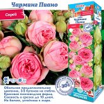 Роза Чарминг Пиано (Спрей) 1шт (Сиб сад)