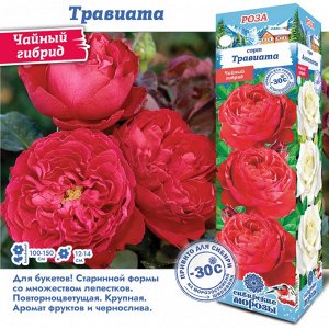 Роза Травиата (Чайно-гибридная) 1шт (Сиб Сад)