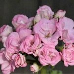Пеларгония зональная Ю-Кейли