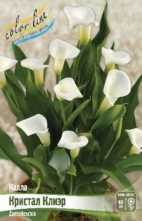 Калла (Zantedeschia) Кристал Клиэр