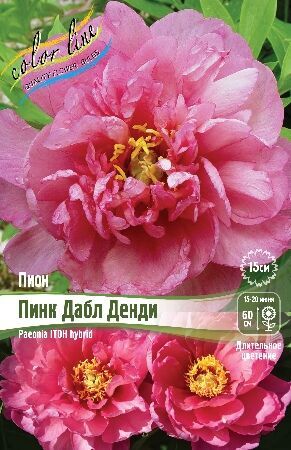 Пион ИТО-гибрид Пинк Дабл Денди