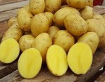 Семенной картофель семена 2024 рассада Отличного качества