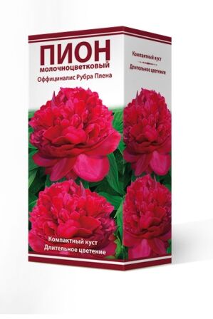 Пион молочноцветковый Оффициналис Рубра Плена/Поиск/(1шт.-уп.)