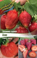 Клубника   ЗЕМЛЯНИКА САДОВАЯ АЗИЯ