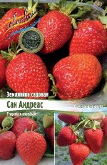 Клубника  ЗЕМЛЯНИКА САДОВАЯ САН АНДРЕАС