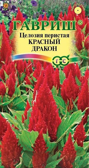 Цветы Целозия перистая Красный дракон ЦВ/П (ГАВРИШ) 0,05гр однолетник сухоцвет 70см