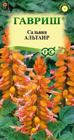 Цветы Сальвия Альтаир ЦВ/П (ГАВРИШ) 4шт однолетник 20-25см оранжевый