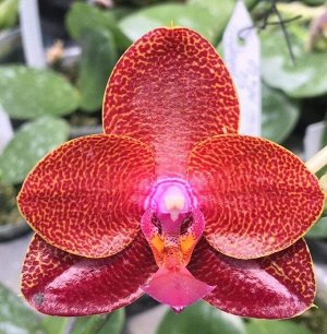 Орхидея фаленопсис  FA553 P.(Mituo Sun-Palace Reef)’Yaphon’