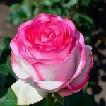 Роза чайно-гибридная Белла Вита