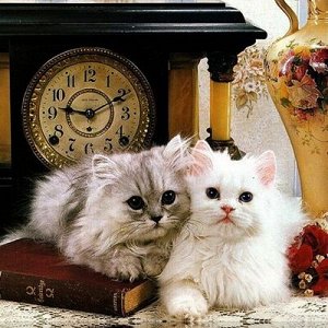Алмазная мозаика без подрамника  частичная выкладка     арт.  MM20928 Коты