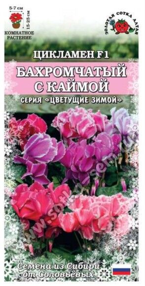 Цветы Цикламен Бахромчатый с Каймой ЦВ/П (СОТКА) 3шт комнатное 15-25см