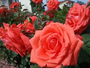 Роза гольдштейн перла