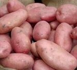 Семенной картофель к весенним посадкам 2024