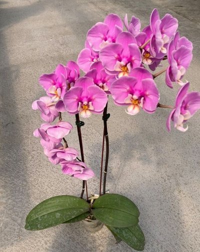 Очень редкие эксклюзивные коллекционные орхидеи. На май
