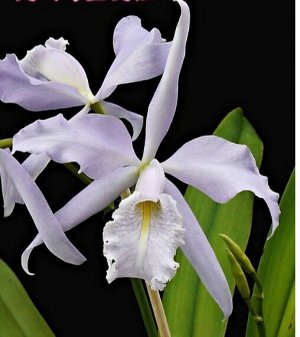 Орхидея каттлея  C. maxima var. coerulea 'Dennis'