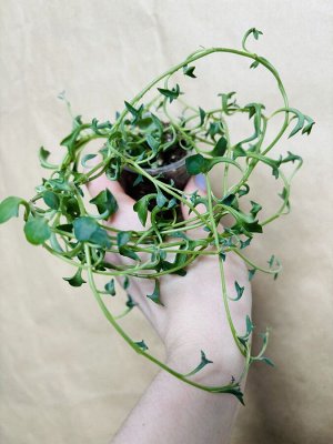 Крестовнк. Senecio peregrinus Hanger.