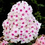 Флокс Европа 1шт