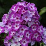 Флокс Литл Бой 1шт