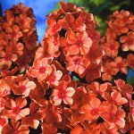 Флокс метельчатый Оранж Перфекшн