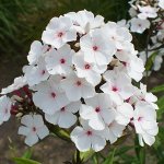Флокс Папайя 1шт