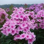 Флоксы Пинг Понг 1шт