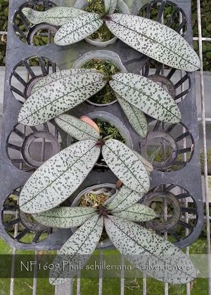 Орхидея фаленопсис  Phal. Schilleriana silver