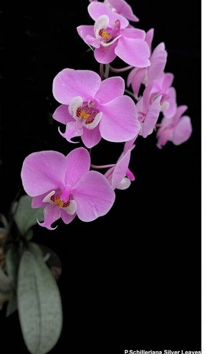 Орхидея фаленопсис  Phal. Schilleriana silver
