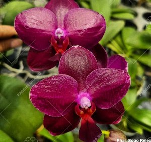Орхидея фаленопсис  P.Sogo Relex ‘F-1661’