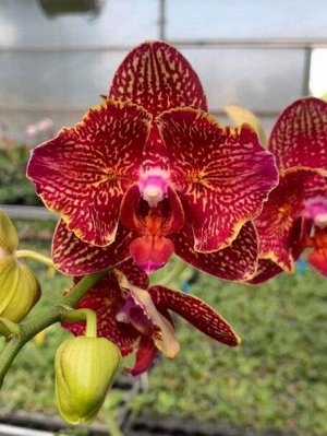 Орхидея фаленопсис  P.I Hsin Claire