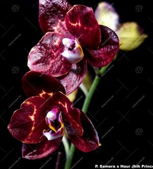 Орхидея фаленопсис  LTNA1006-2 P.(Samera-Haur Jhih Princess)