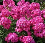 Флокс Сесиль Хенбури 1шт