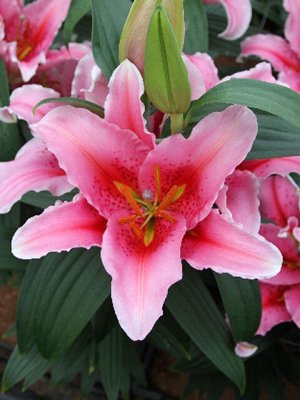 Лилия Относится к виду Восточных гибридов, цветки розовый с красным центром и тонким белым кантом, волнистый край лепестков, растущие вверх. Зацветает в конце июля-начале августа, имеет насыщенный аро