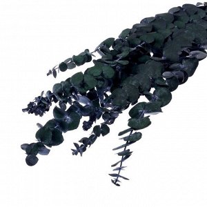 Сухоцвет «Эвкалиптовое дерево», зелёный, 10 шт. в упаковке